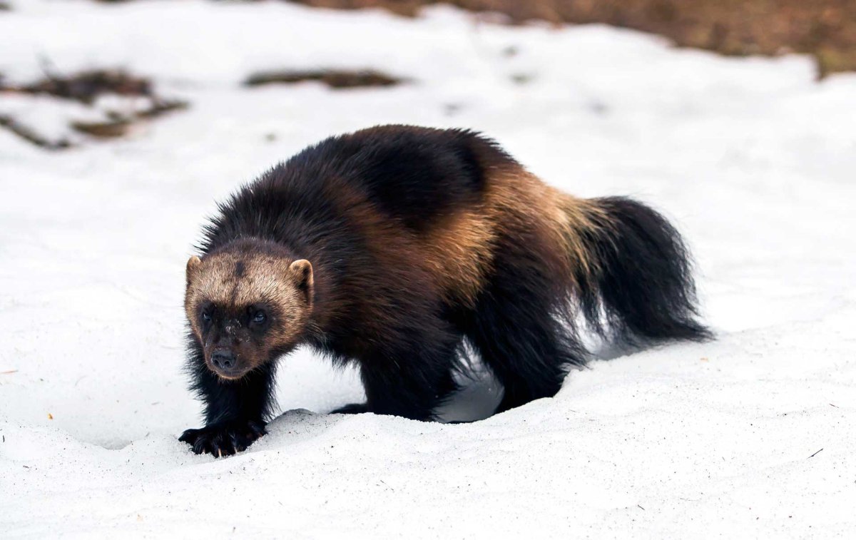 Восточно Сибирская Росомаха