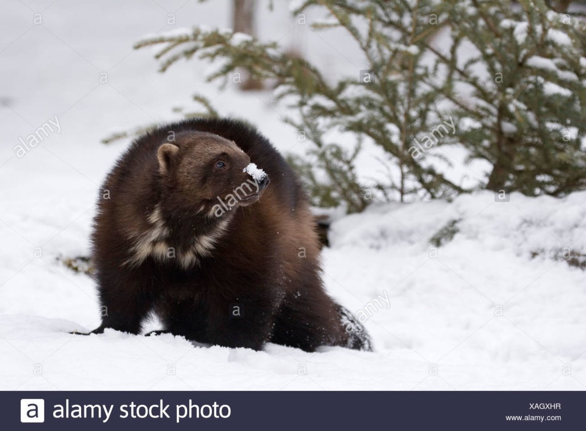 Северная Росомаха животное
