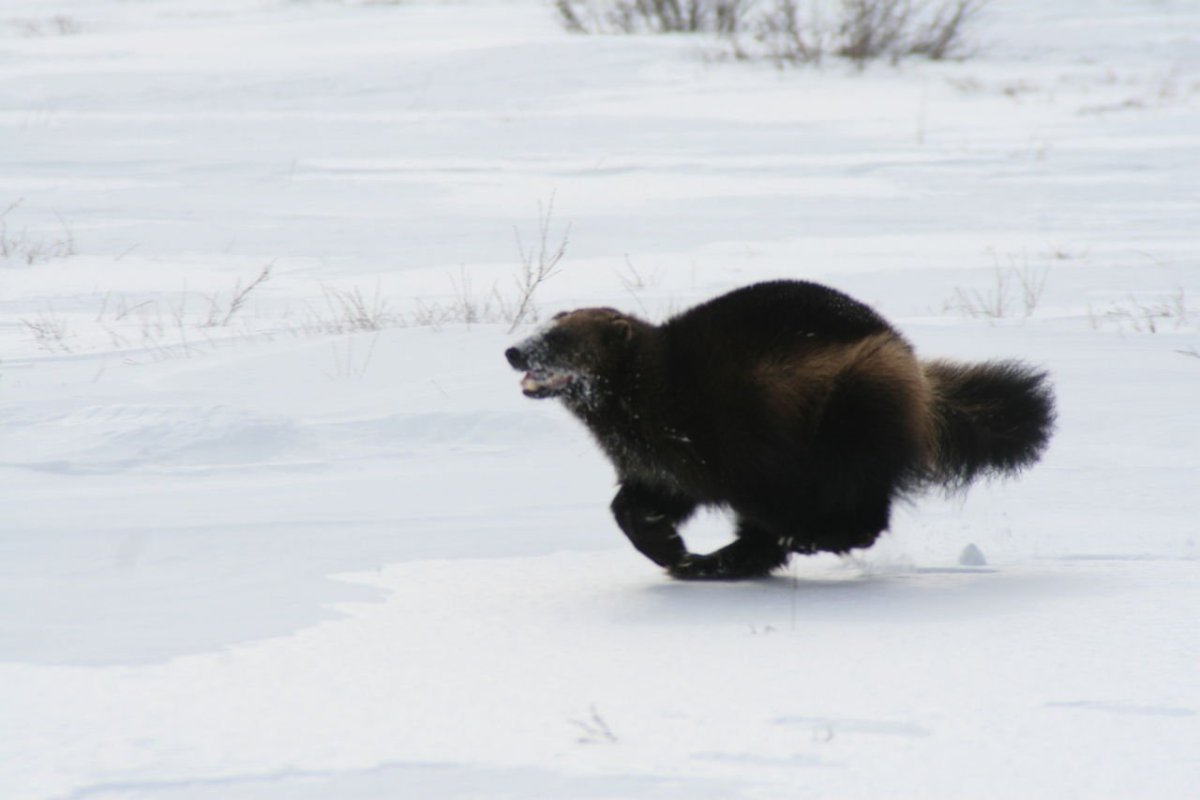Росомаха куница