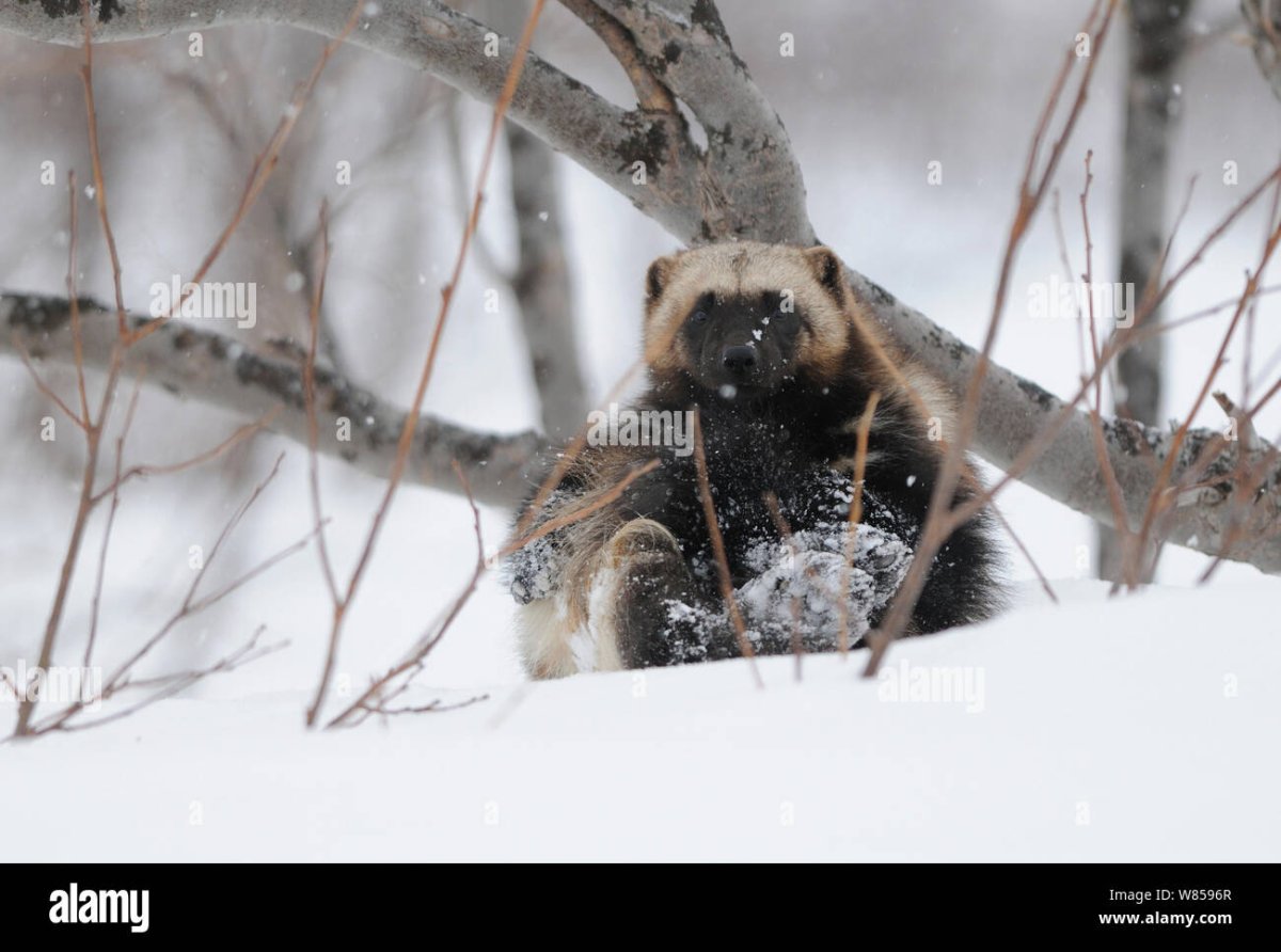 Росомаха фото животное без фона