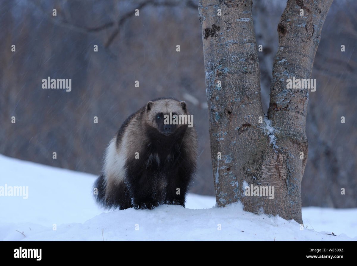 Части тела Росомахи зверя