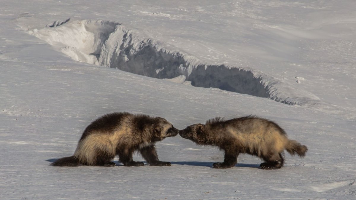 Росомаха на Кольском полуострове