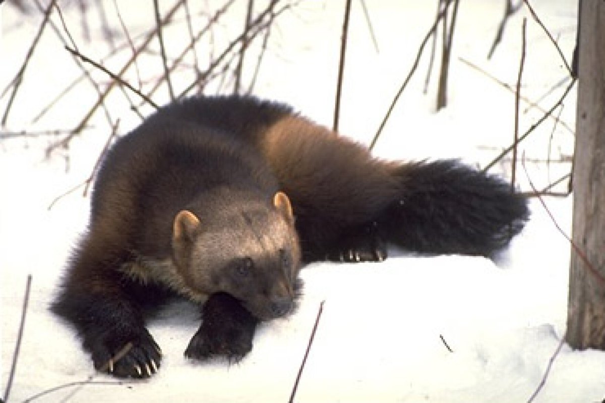 Росомаха в Республике Коми