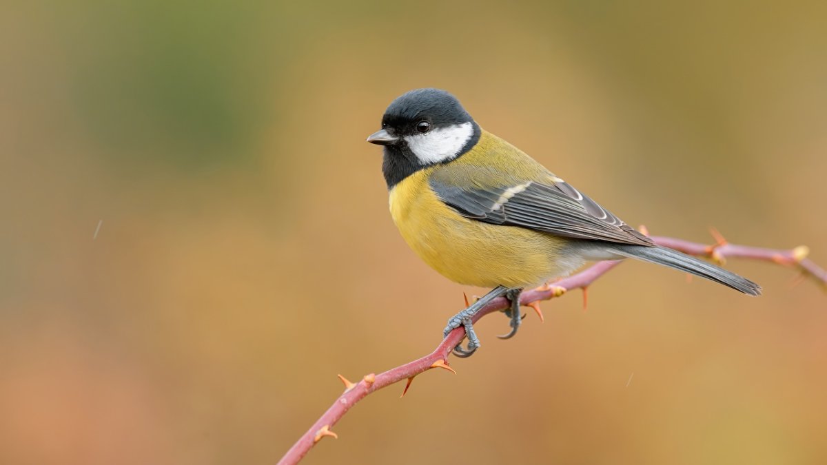 Серая лазоревка птица