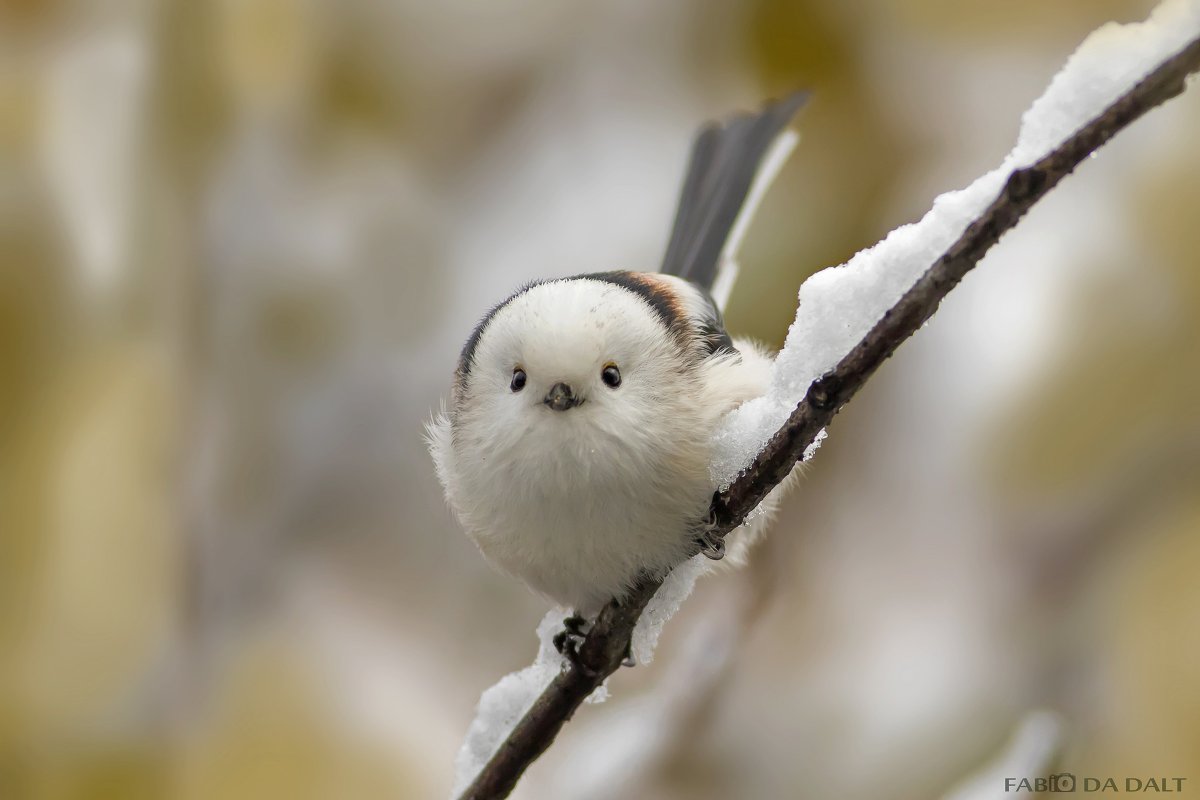 Капель птички на ветках