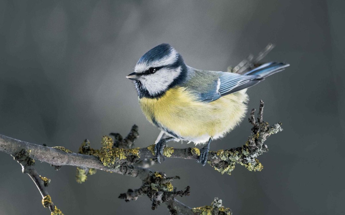 Лазоревка князек