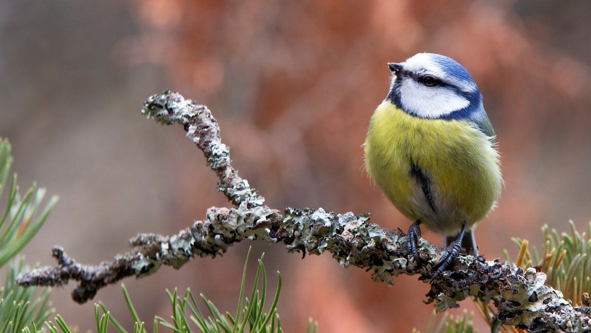 Синица лазоревка весной