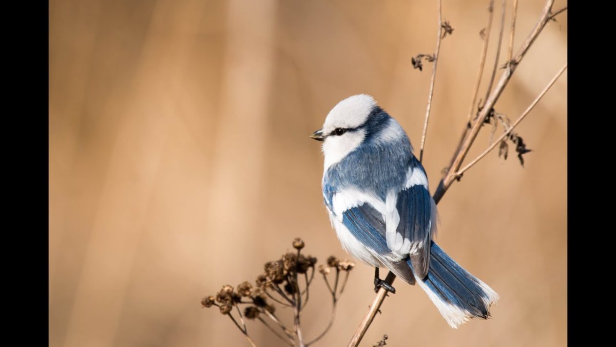 Лазоревка Плеске гибрид