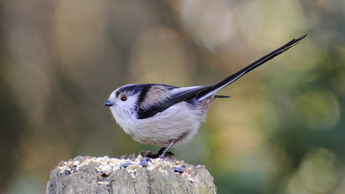 Big Titmouse