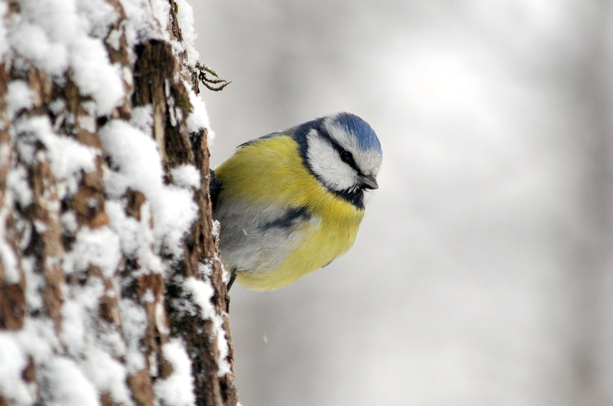 Маленькие белые птички