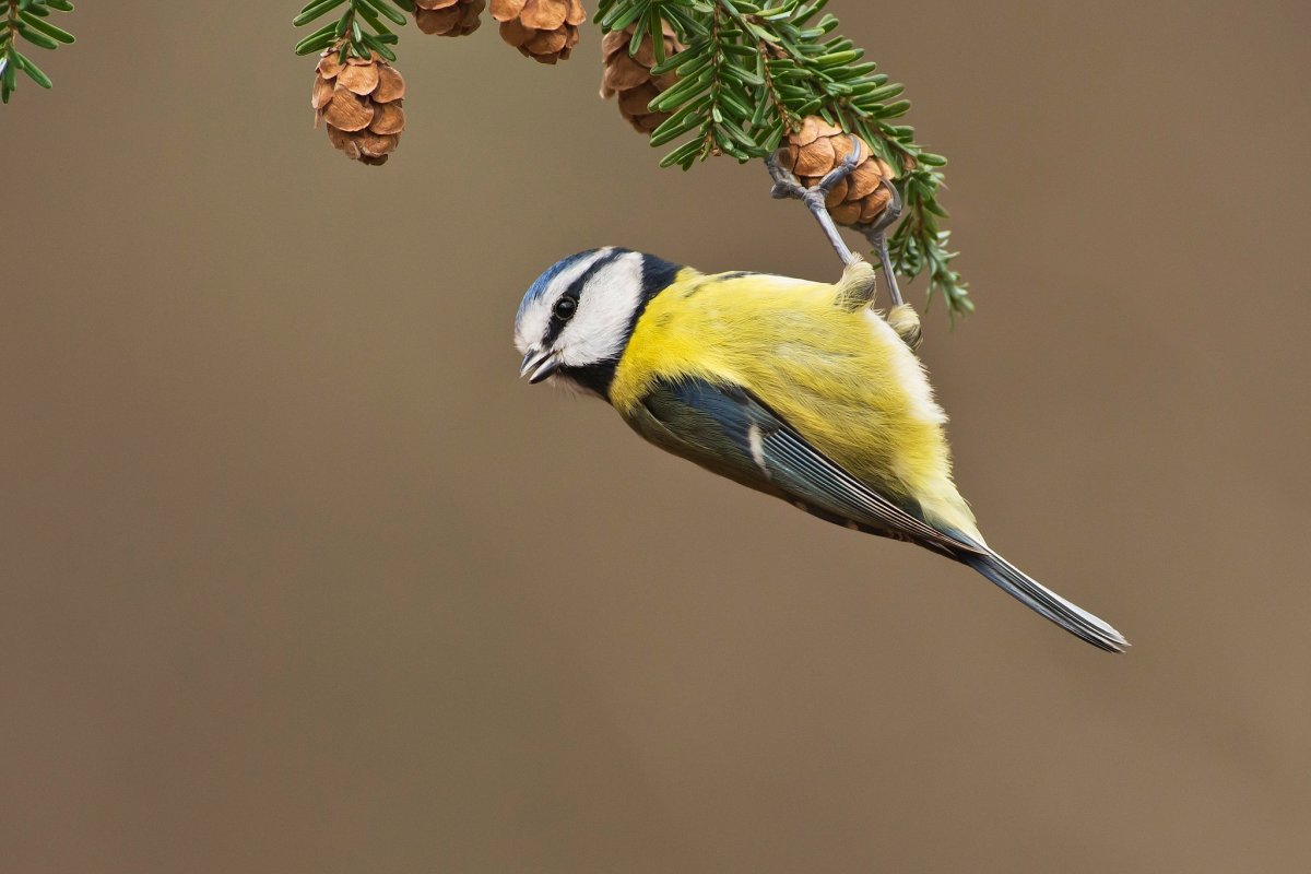 Синица лазоревка в полете