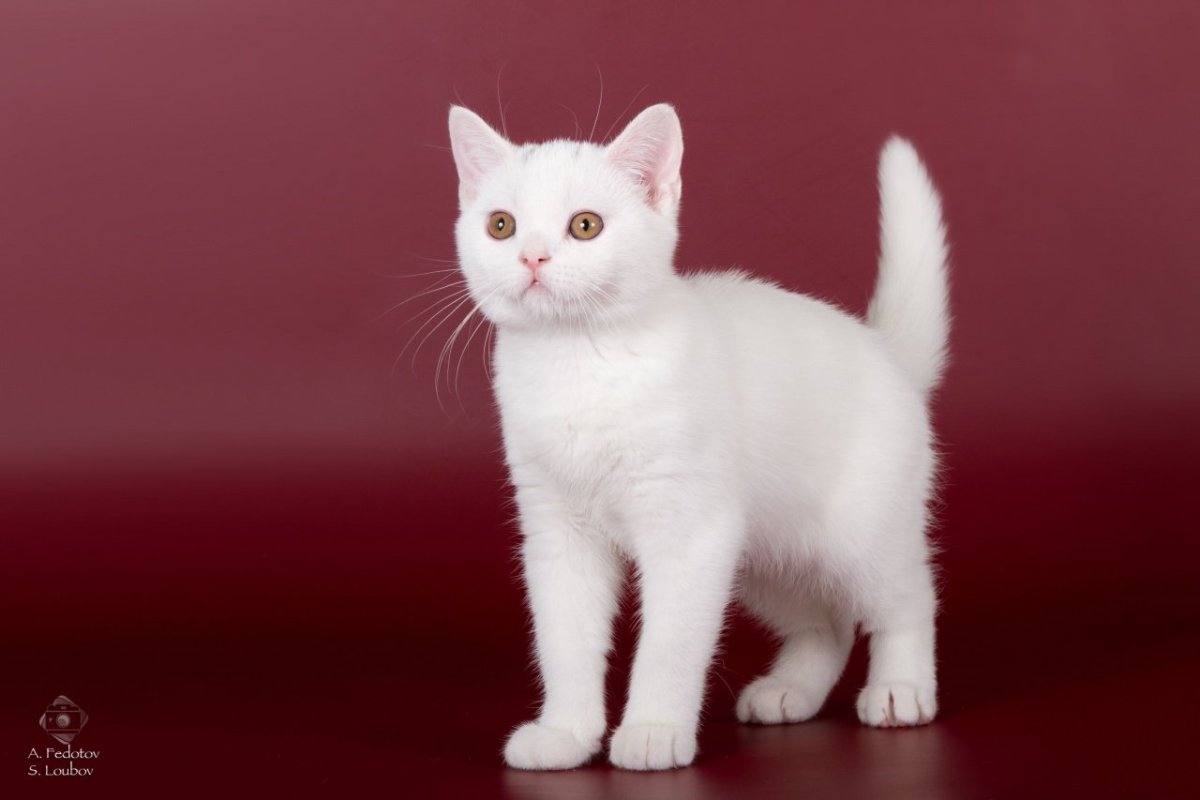 Скоттиш Страйкер белый