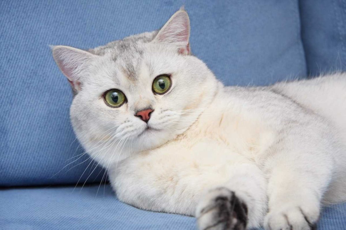 Шотландская короткошёрстная кошка прямоухая белая