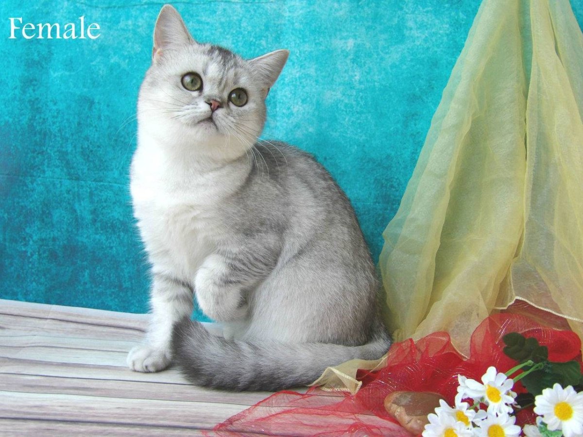 Британская прямоухая шиншилла серебристая