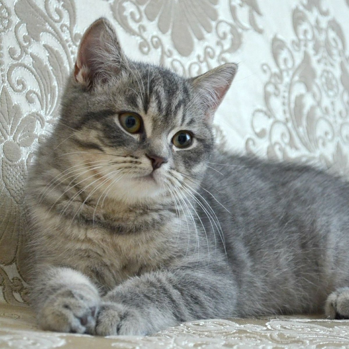 Шотландский скоттиш страйт вискас