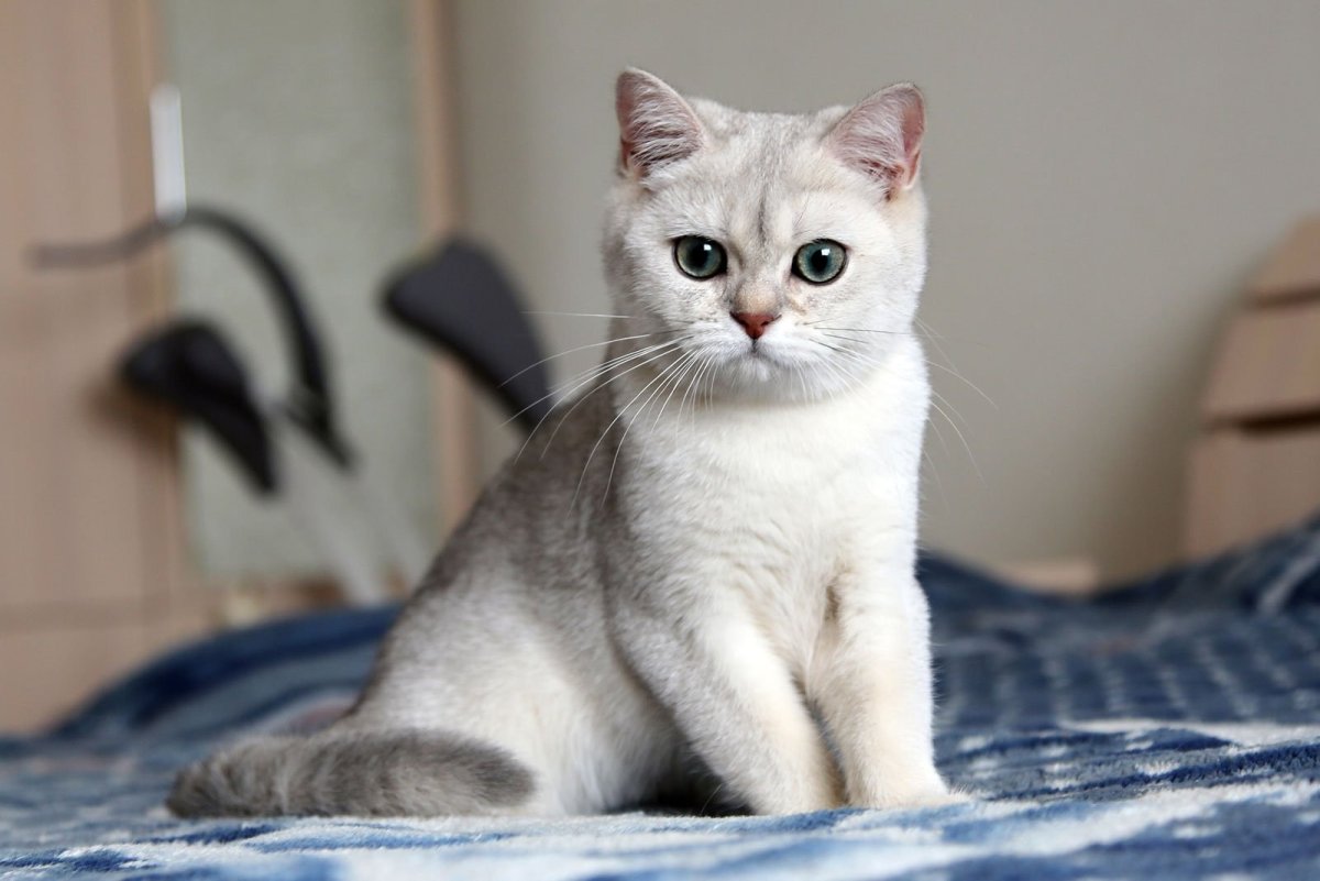 Шотландская кошка прямоухая шиншилла