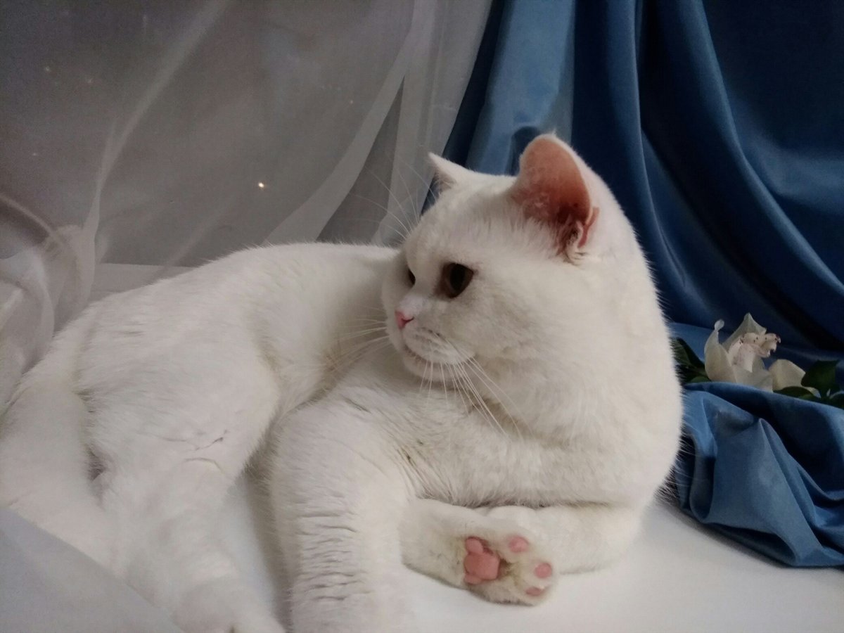 Белый шотландский кот страйт