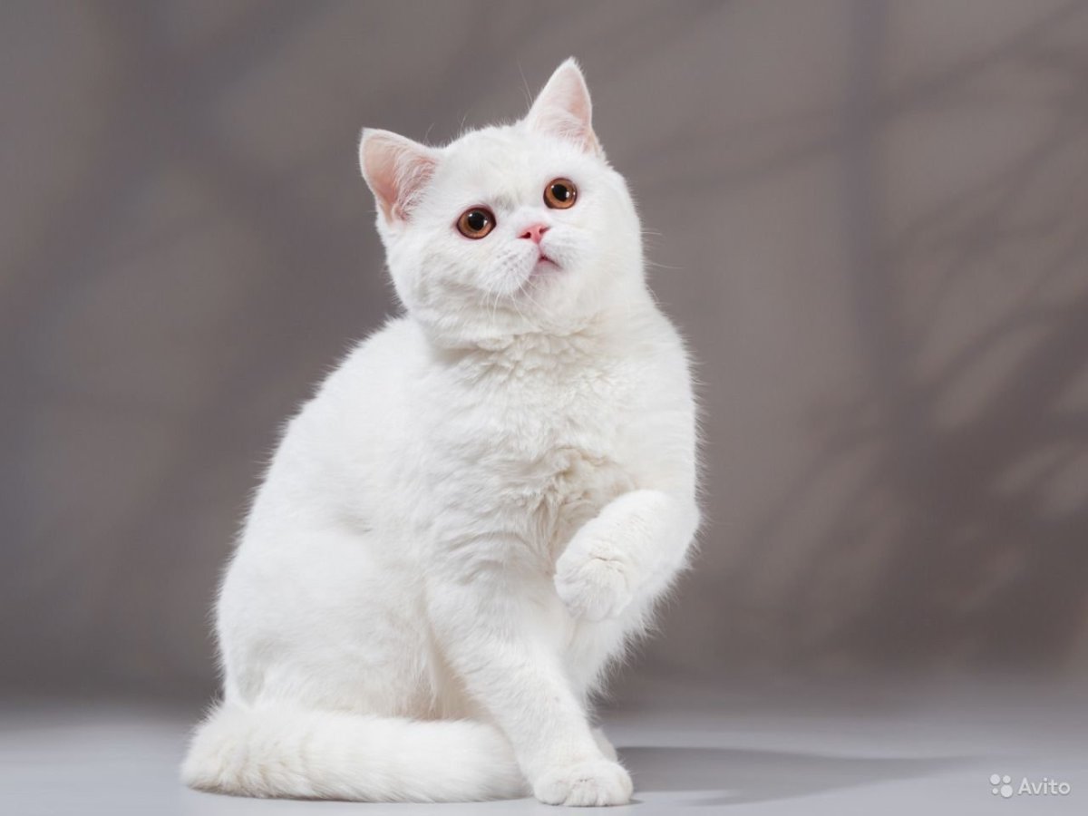 Скоттиш страйт кошка пятнистая серебристая