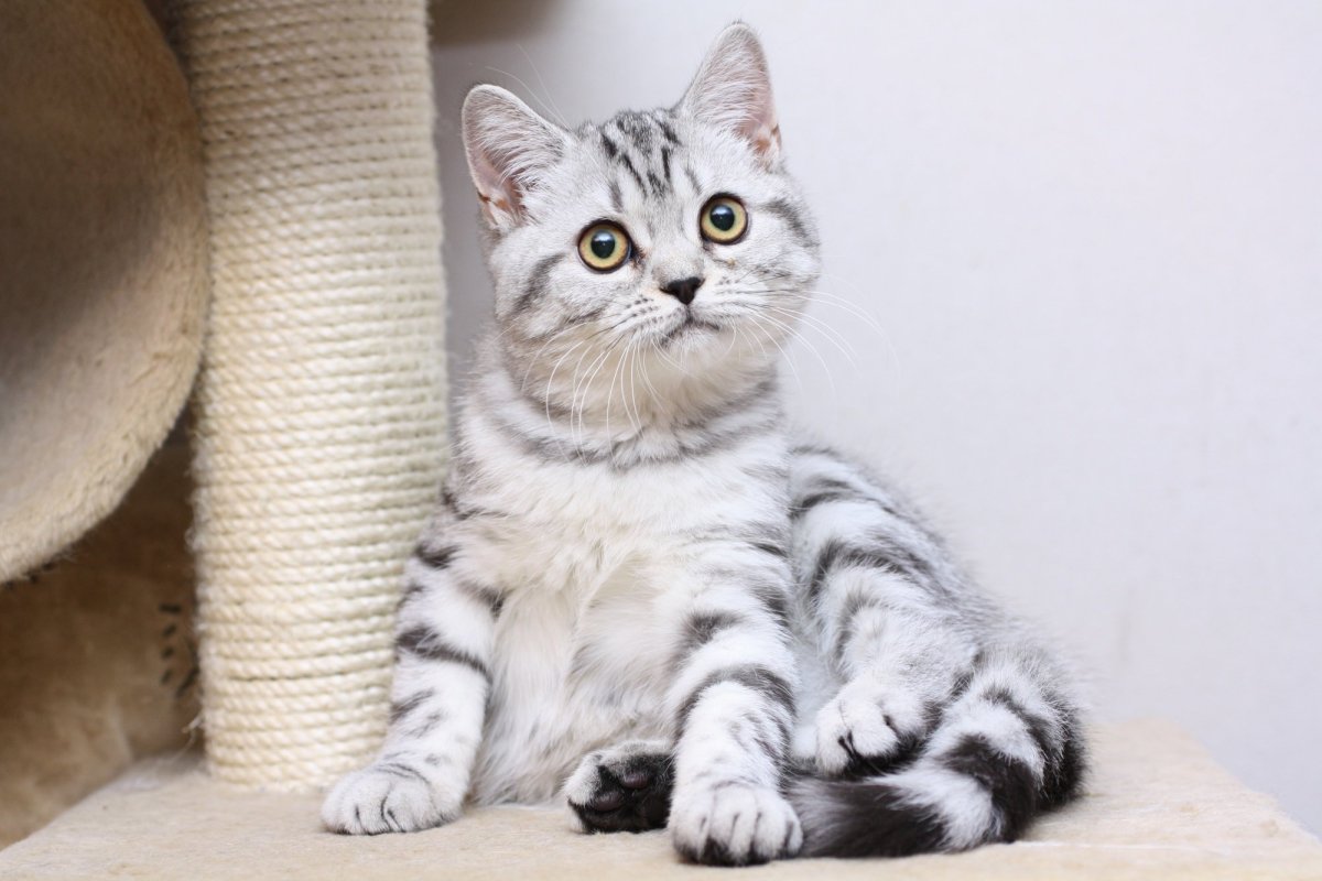 Шотландская Scottish straight