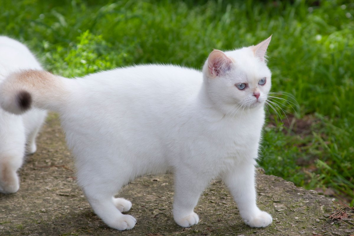 Шотландская короткошёрстная кошка белая
