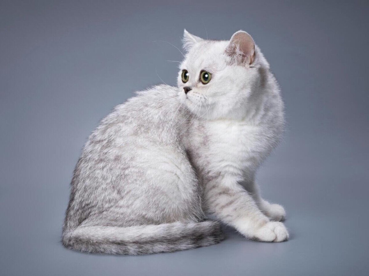 Скоттиш страйт белый