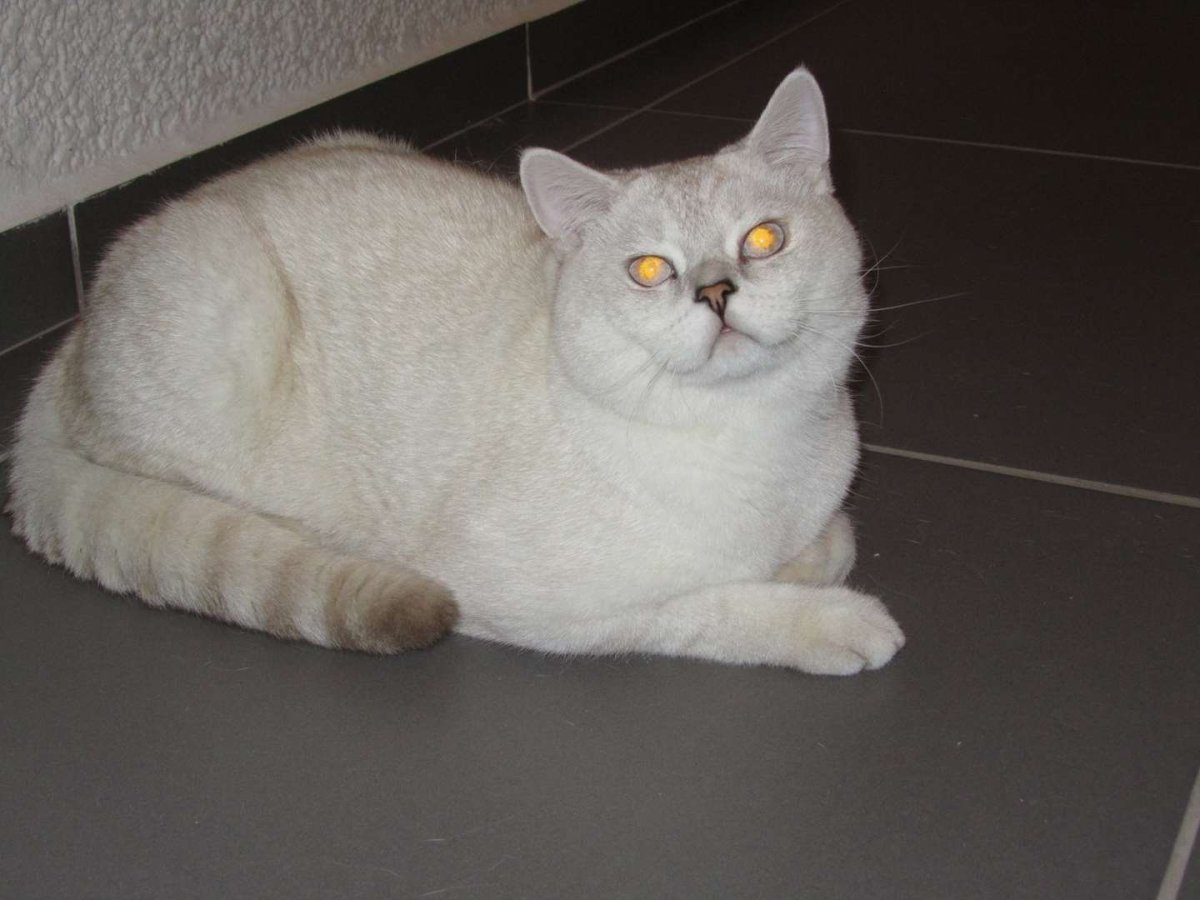 Шотландская прямоухая кошка пет и Брид