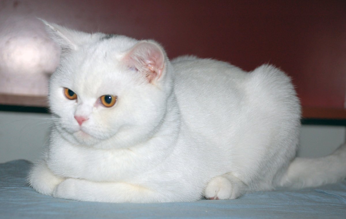 Шотландская прямоухая кошка белая