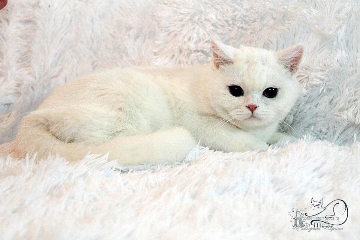 Шотландский прямоухий котенок белый