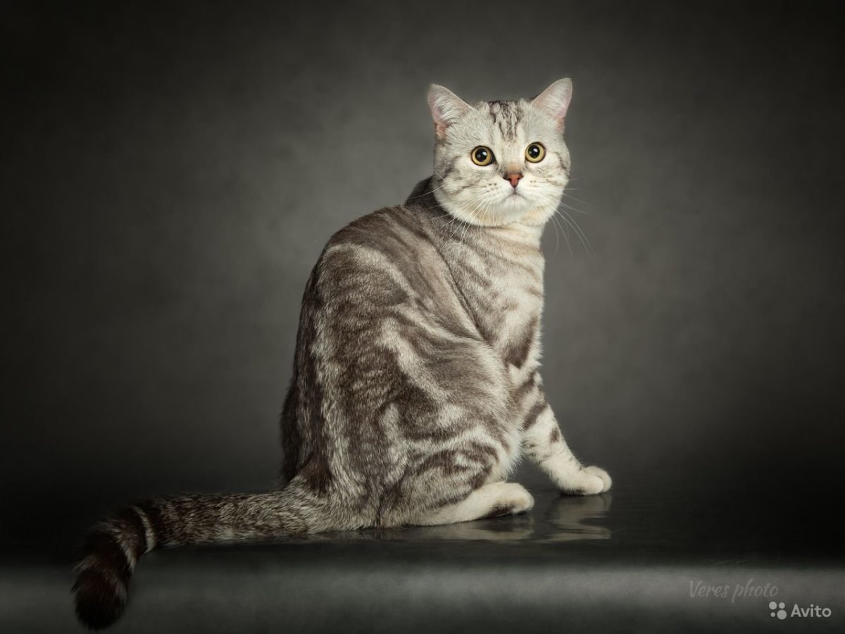 Скоттиш Тоби