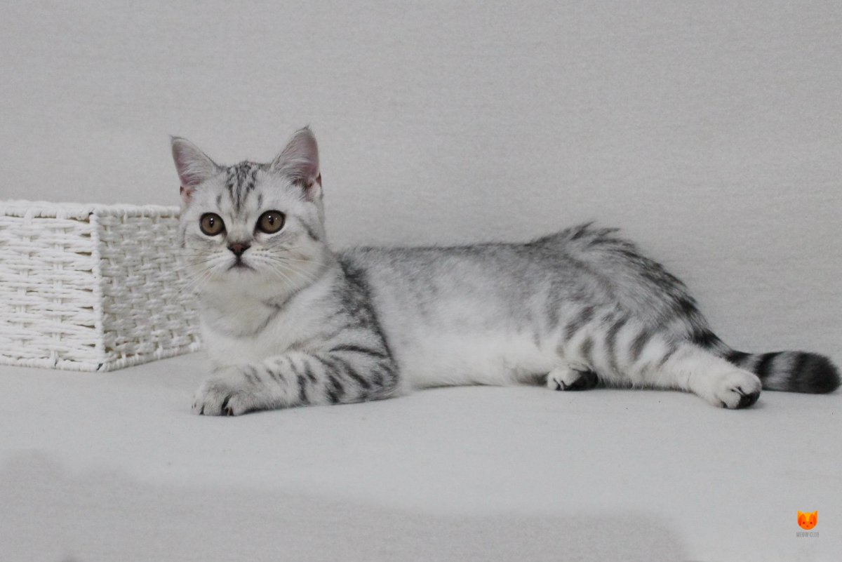 Кошка Шотландская прямоухая короткошерстная серая