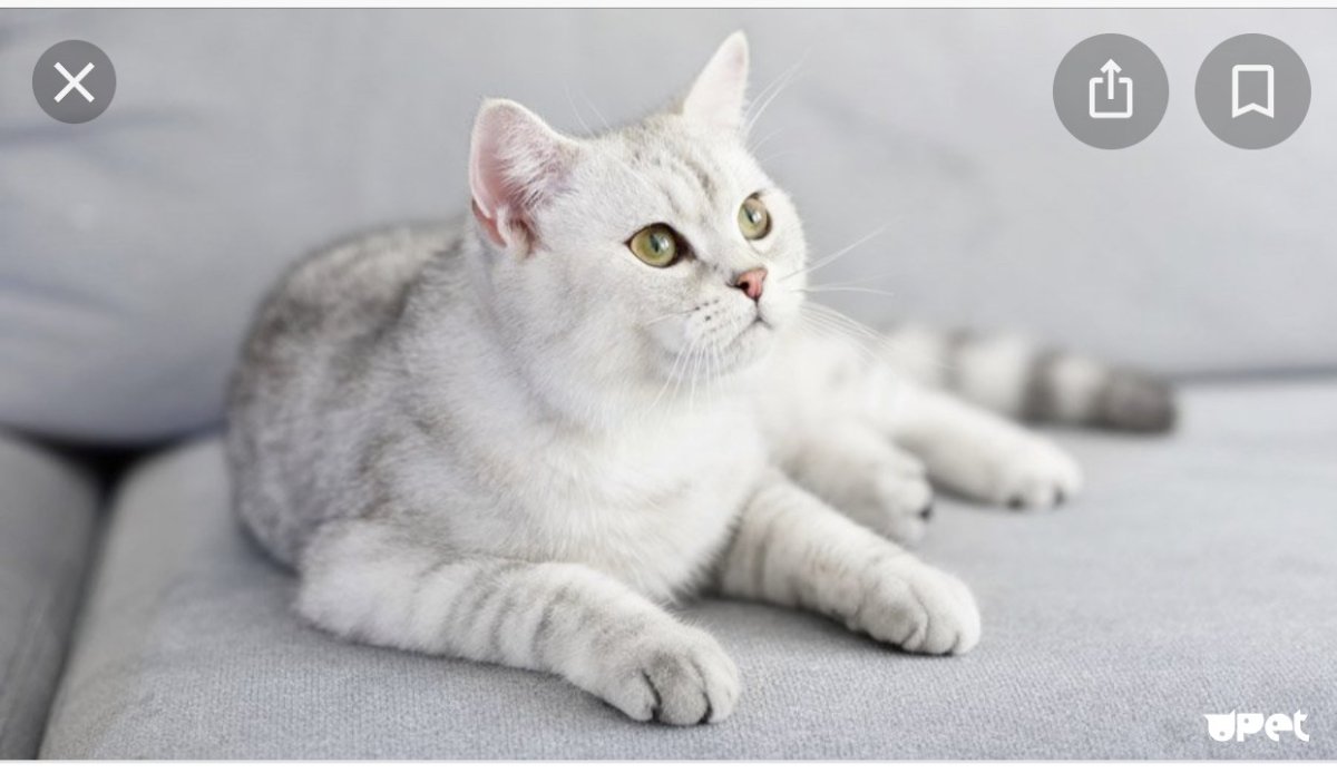 Шотландская серебристая кошка фото