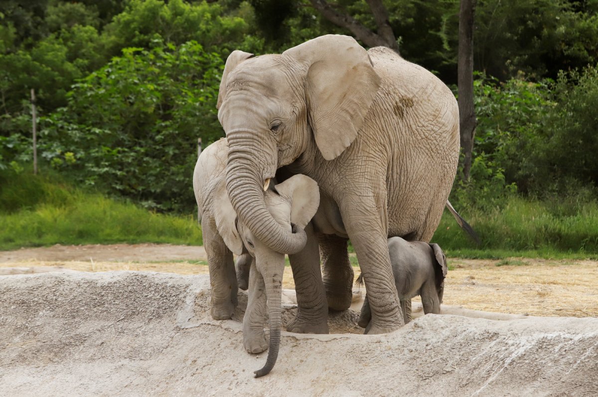 Слоненок и слон на цепочке