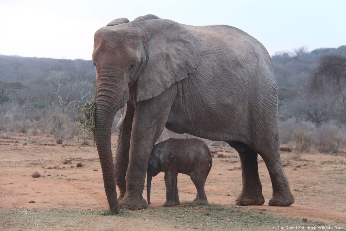 Слоны и Слонята