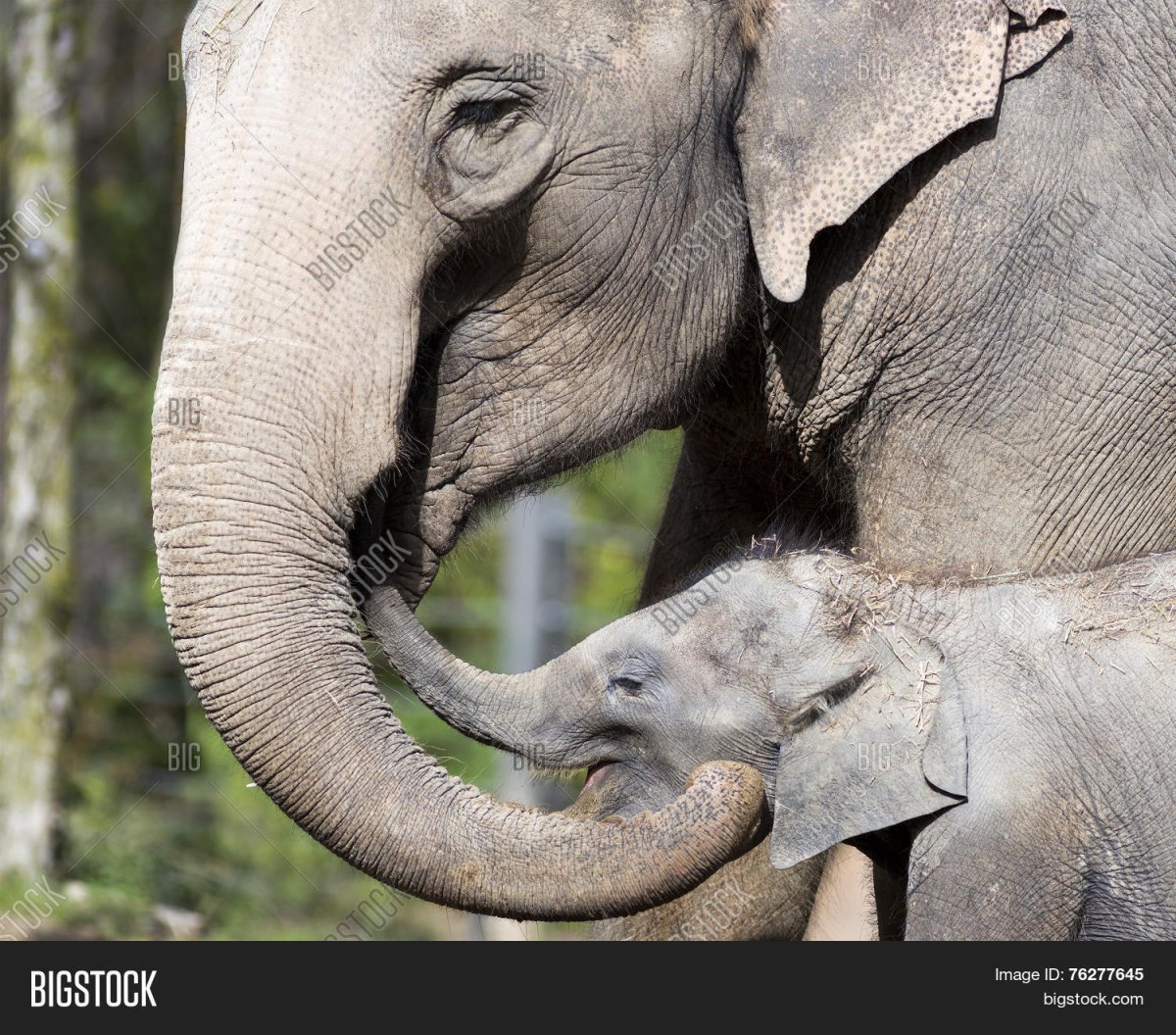 Слониха Слоненок и слон