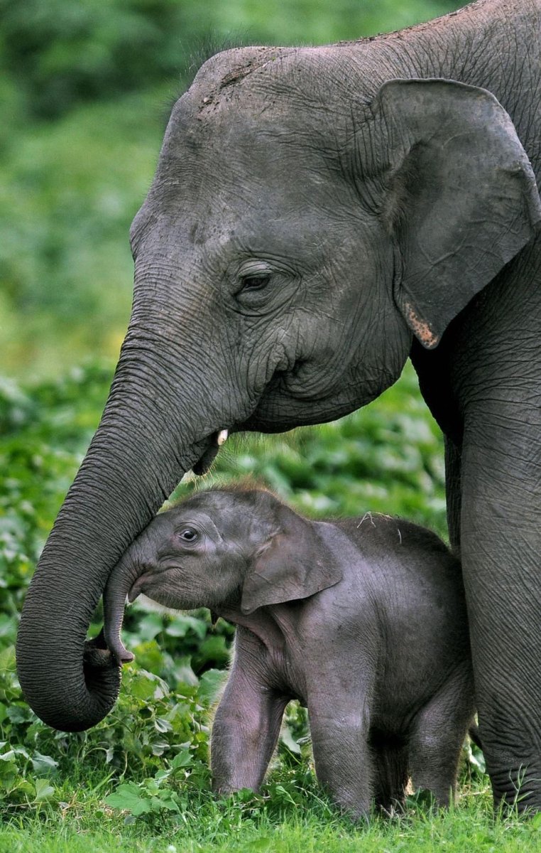 Родичи слонов