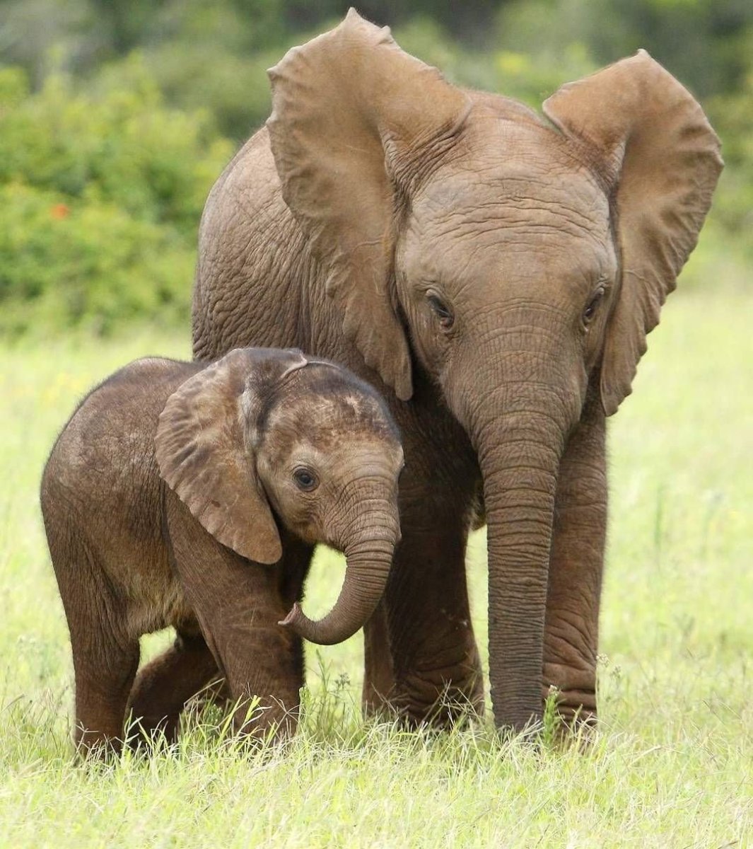 2 Индийских слона мама и ребенок