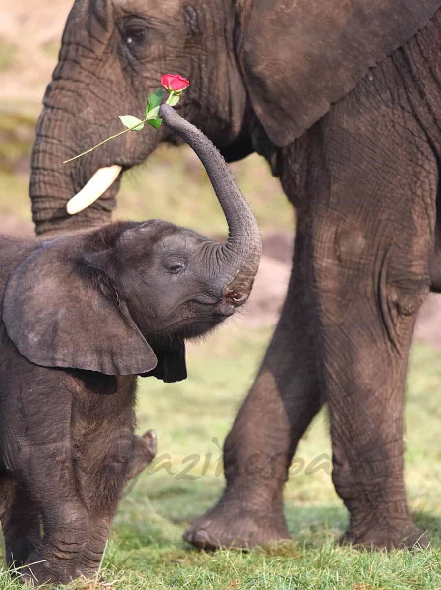 Слон и Слоненок