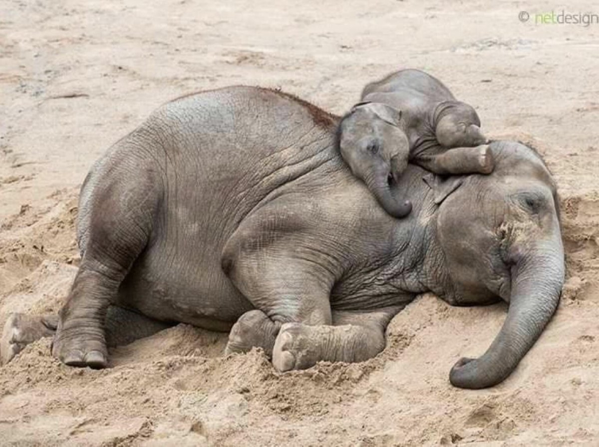 Любовь слонов