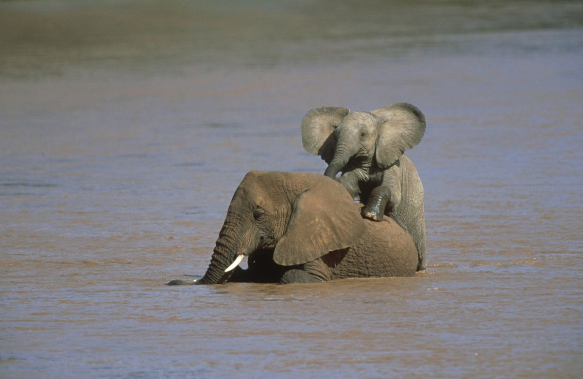 Слониха Слоненок и слон