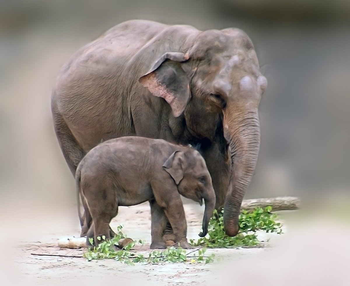 Животные и Детёныши