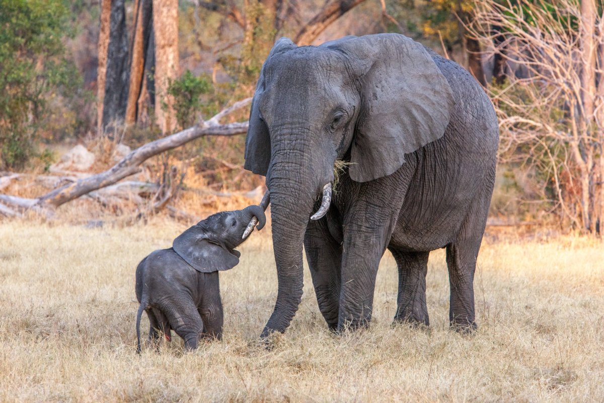 Семья животных