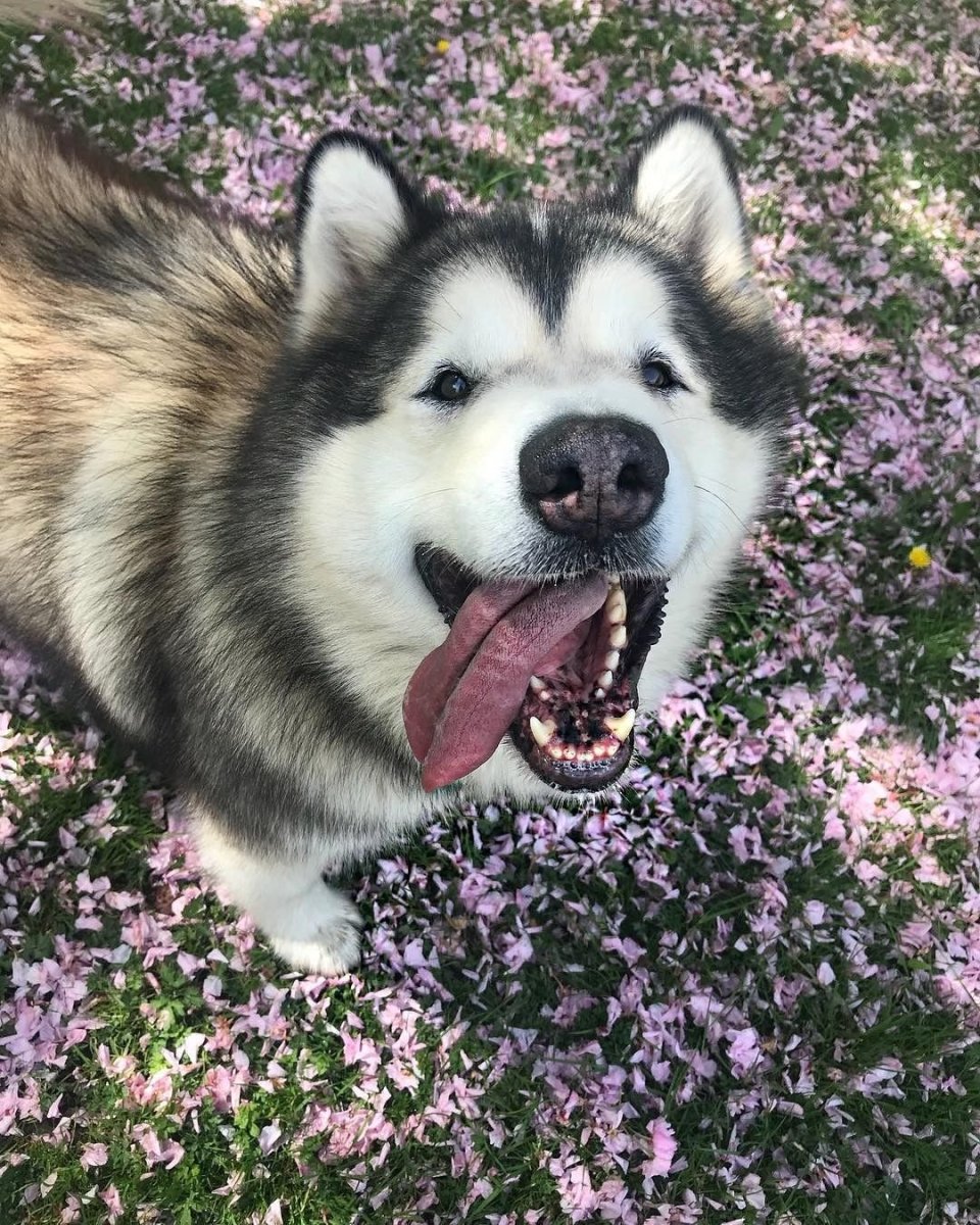 Разновидность хаски маламут