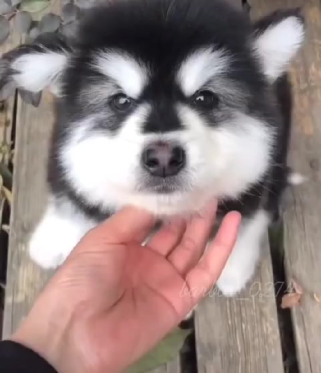 Маламут собака самый большой