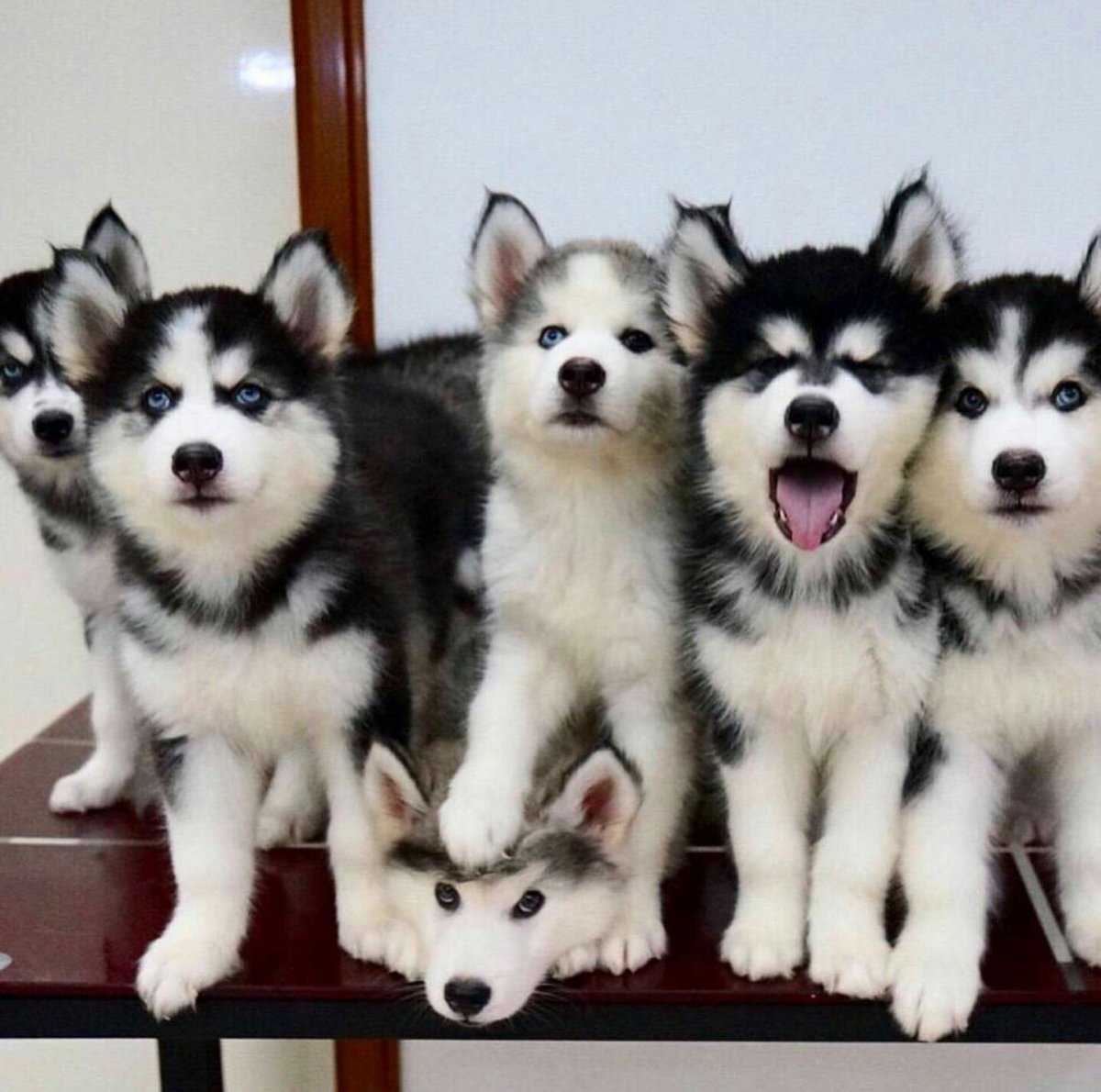 Лайка маламут