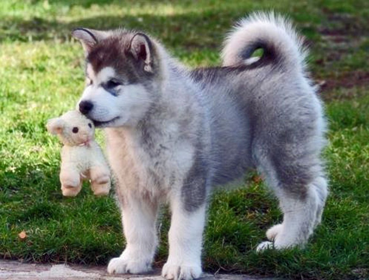 Питомник хаски Рускеала