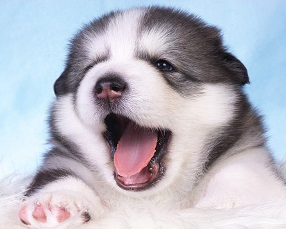 Маламут щенок осень