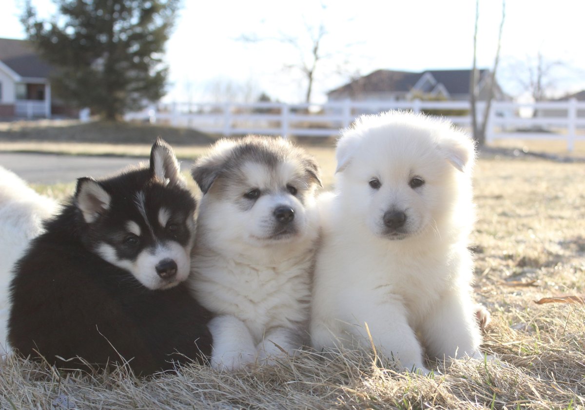 Японский маламут