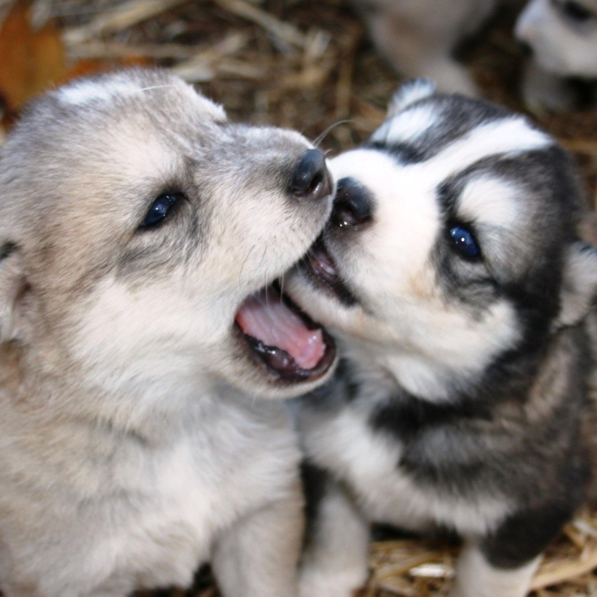 Лучшие мемы