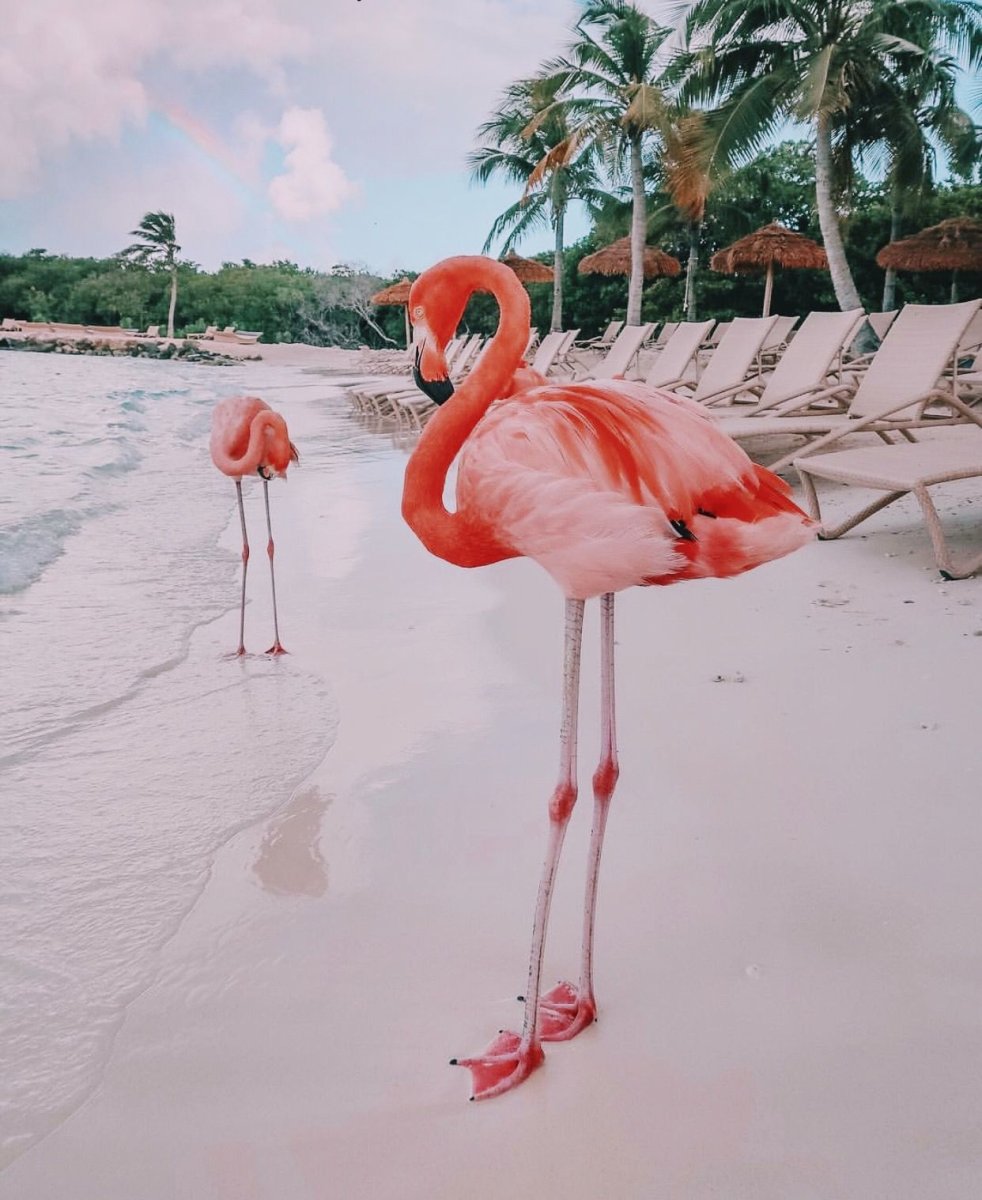 Доминикана Фламинго