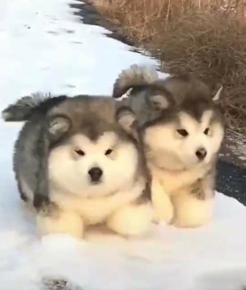 Кэмерон Даллас с собакой